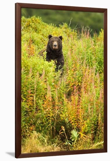 Brown Bear, Katmai National Park, Alaska-null-Framed Photographic Print