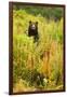 Brown Bear, Katmai National Park, Alaska-null-Framed Photographic Print