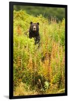 Brown Bear, Katmai National Park, Alaska-null-Framed Photographic Print