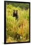 Brown Bear, Katmai National Park, Alaska-null-Framed Photographic Print