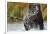 Brown Bear, Katmai National Park, Alaska-null-Framed Photographic Print