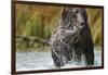 Brown Bear, Katmai National Park, Alaska-null-Framed Photographic Print