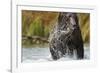 Brown Bear, Katmai National Park, Alaska-null-Framed Photographic Print