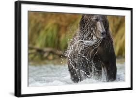 Brown Bear, Katmai National Park, Alaska-null-Framed Photographic Print