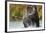 Brown Bear, Katmai National Park, Alaska-null-Framed Photographic Print