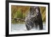 Brown Bear, Katmai National Park, Alaska-null-Framed Photographic Print