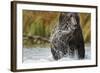 Brown Bear, Katmai National Park, Alaska-null-Framed Photographic Print