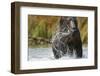 Brown Bear, Katmai National Park, Alaska-null-Framed Photographic Print