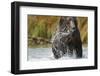 Brown Bear, Katmai National Park, Alaska-null-Framed Photographic Print