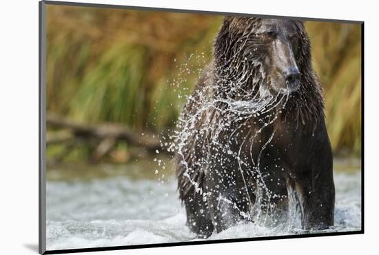 Brown Bear, Katmai National Park, Alaska-null-Mounted Photographic Print