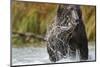 Brown Bear, Katmai National Park, Alaska-null-Mounted Photographic Print