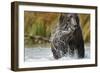 Brown Bear, Katmai National Park, Alaska-null-Framed Photographic Print