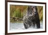 Brown Bear, Katmai National Park, Alaska-null-Framed Photographic Print