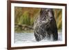 Brown Bear, Katmai National Park, Alaska-null-Framed Photographic Print