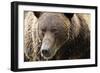 Brown Bear, Katmai National Park, Alaska-null-Framed Photographic Print