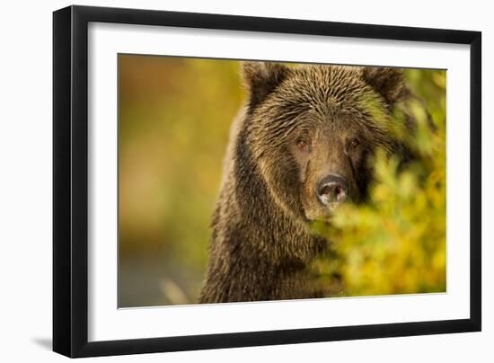 Brown Bear, Katmai National Park, Alaska-null-Framed Photographic Print