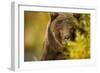 Brown Bear, Katmai National Park, Alaska-null-Framed Photographic Print