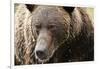 Brown Bear, Katmai National Park, Alaska-null-Framed Photographic Print