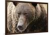 Brown Bear, Katmai National Park, Alaska-null-Framed Photographic Print