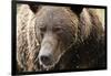 Brown Bear, Katmai National Park, Alaska-null-Framed Photographic Print