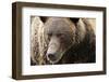 Brown Bear, Katmai National Park, Alaska-null-Framed Photographic Print