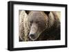 Brown Bear, Katmai National Park, Alaska-null-Framed Photographic Print