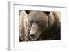 Brown Bear, Katmai National Park, Alaska-null-Framed Photographic Print