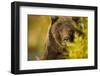 Brown Bear, Katmai National Park, Alaska-null-Framed Photographic Print