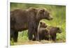 Brown Bear, Katmai National Park, Alaska-null-Framed Photographic Print