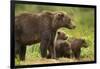 Brown Bear, Katmai National Park, Alaska-null-Framed Photographic Print