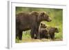 Brown Bear, Katmai National Park, Alaska-null-Framed Photographic Print