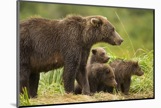 Brown Bear, Katmai National Park, Alaska-null-Mounted Photographic Print