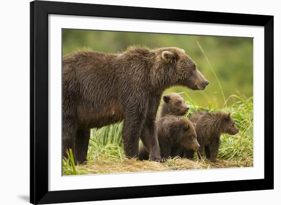 Brown Bear, Katmai National Park, Alaska-null-Framed Photographic Print