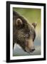 Brown Bear, Katmai National Park, Alaska-null-Framed Photographic Print