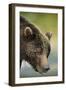 Brown Bear, Katmai National Park, Alaska-null-Framed Photographic Print