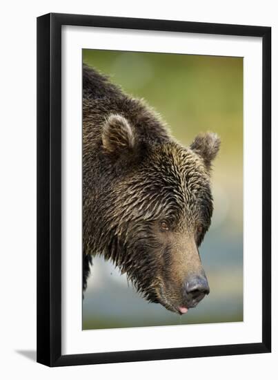 Brown Bear, Katmai National Park, Alaska-null-Framed Photographic Print