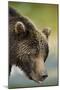 Brown Bear, Katmai National Park, Alaska-null-Mounted Photographic Print