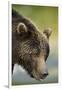 Brown Bear, Katmai National Park, Alaska-null-Framed Photographic Print