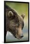 Brown Bear, Katmai National Park, Alaska-null-Framed Photographic Print