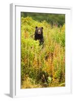 Brown Bear, Katmai National Park, Alaska-null-Framed Photographic Print