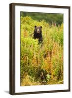 Brown Bear, Katmai National Park, Alaska-null-Framed Photographic Print