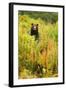 Brown Bear, Katmai National Park, Alaska-null-Framed Photographic Print