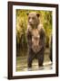 Brown Bear, Katmai National Park, Alaska-null-Framed Photographic Print
