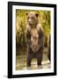 Brown Bear, Katmai National Park, Alaska-null-Framed Photographic Print