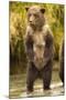 Brown Bear, Katmai National Park, Alaska-null-Mounted Photographic Print