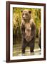 Brown Bear, Katmai National Park, Alaska-null-Framed Photographic Print