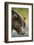 Brown Bear, Katmai National Park, Alaska-null-Framed Photographic Print