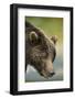 Brown Bear, Katmai National Park, Alaska-null-Framed Photographic Print