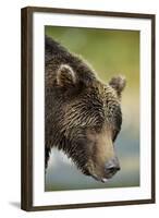 Brown Bear, Katmai National Park, Alaska-null-Framed Photographic Print