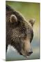 Brown Bear, Katmai National Park, Alaska-null-Mounted Photographic Print